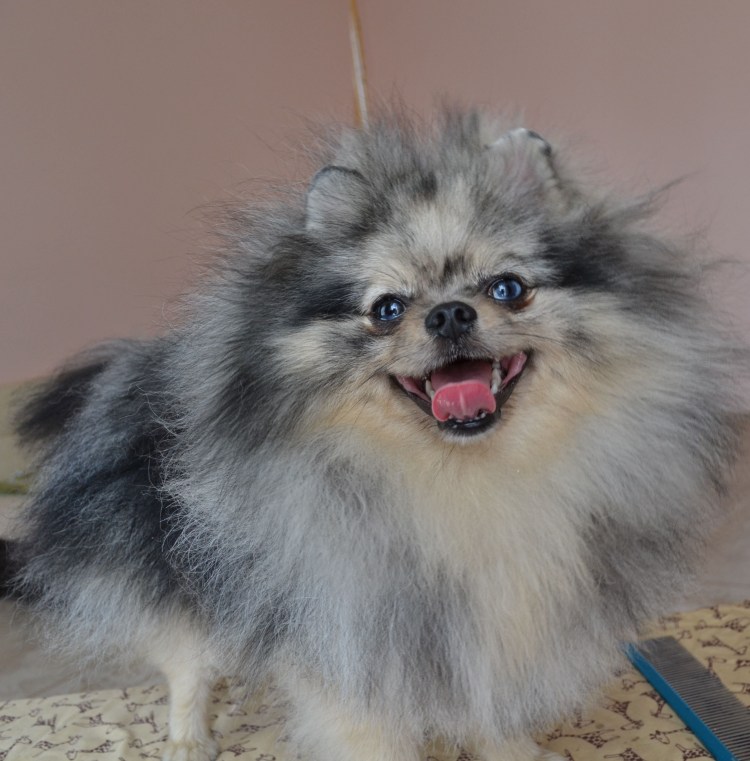 Шпиц померанский мрамор