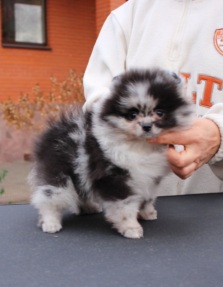 Цверг шпиц мраморный