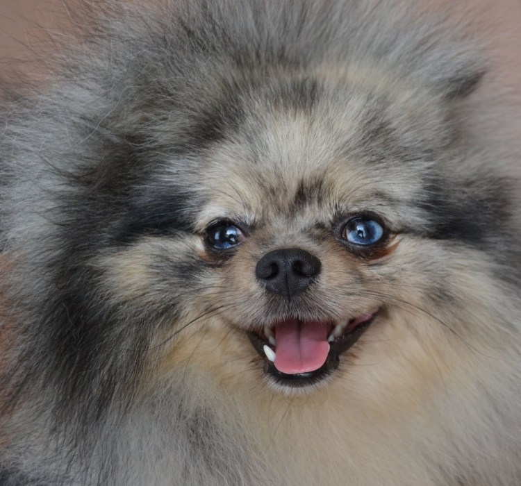 Немецкий шпиц Мерле