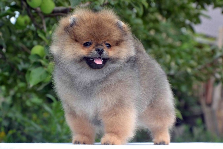 Голубо подпалый шпиц