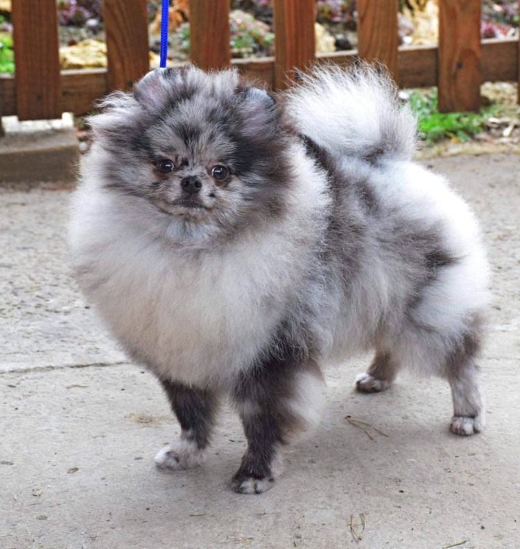 Шпиц мраморного окраса купить