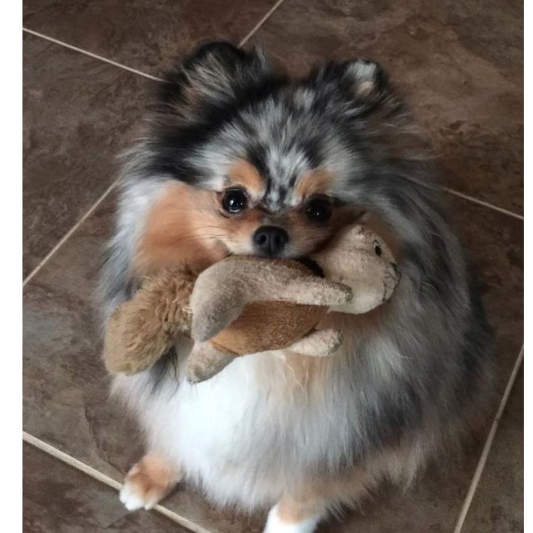 Шпиц мраморный Мерлен