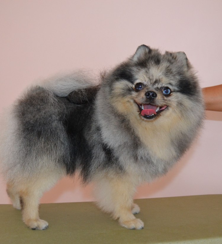 Окрас Мерль у шпицев