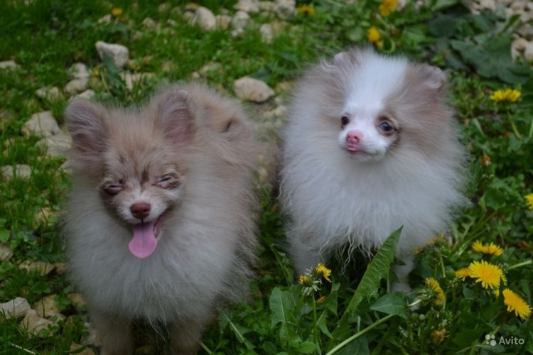 Немецкий шпиц окрас Мерле