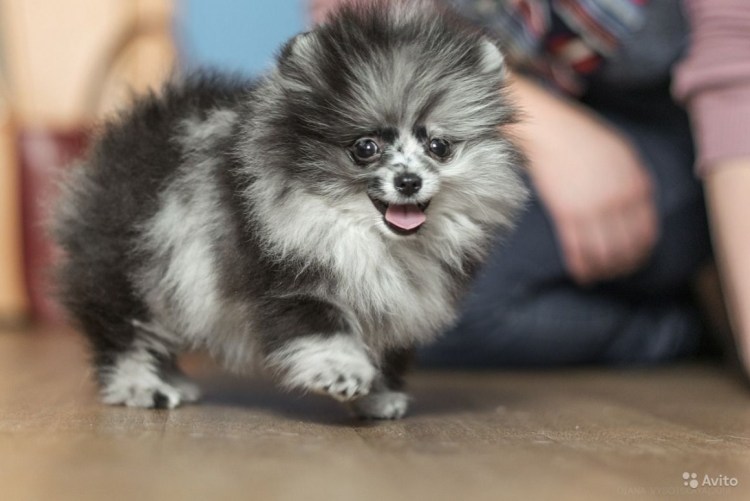 Шпиц окрас Мерле