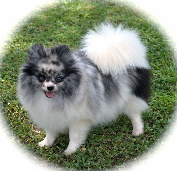 Померанский шпиц мраморный