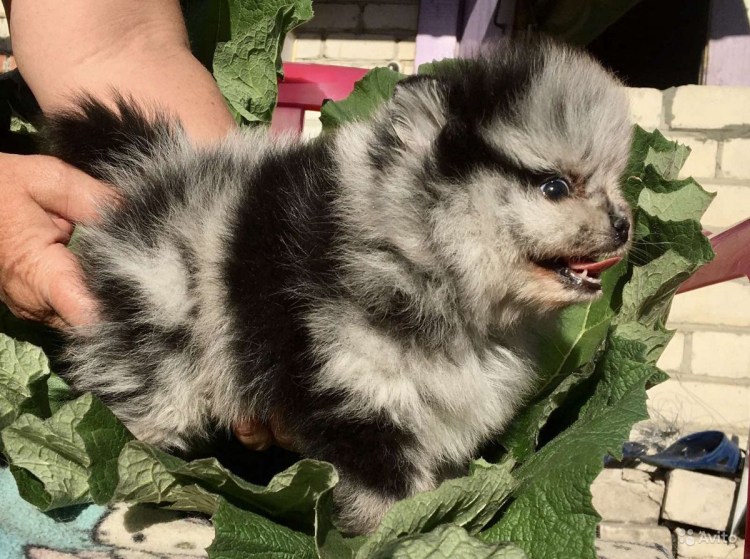 Немецкий шпиц окрас Мерле