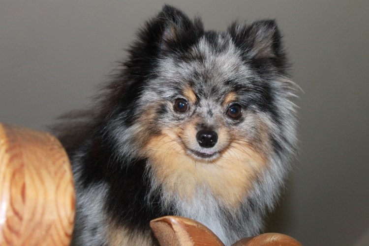 Лиловый Мерле шпиц