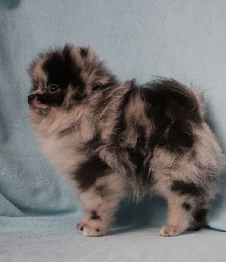 Шпиц Блю Мерле