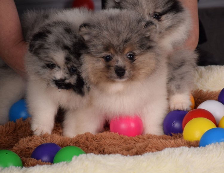 Шпиц окрас Мерле