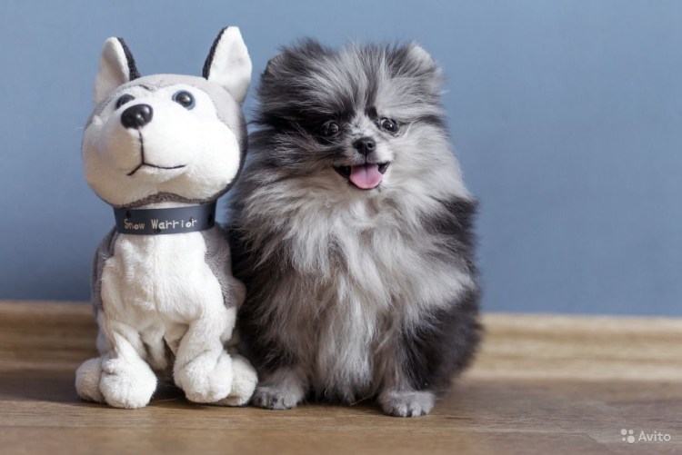 Шпиц мраморный купить