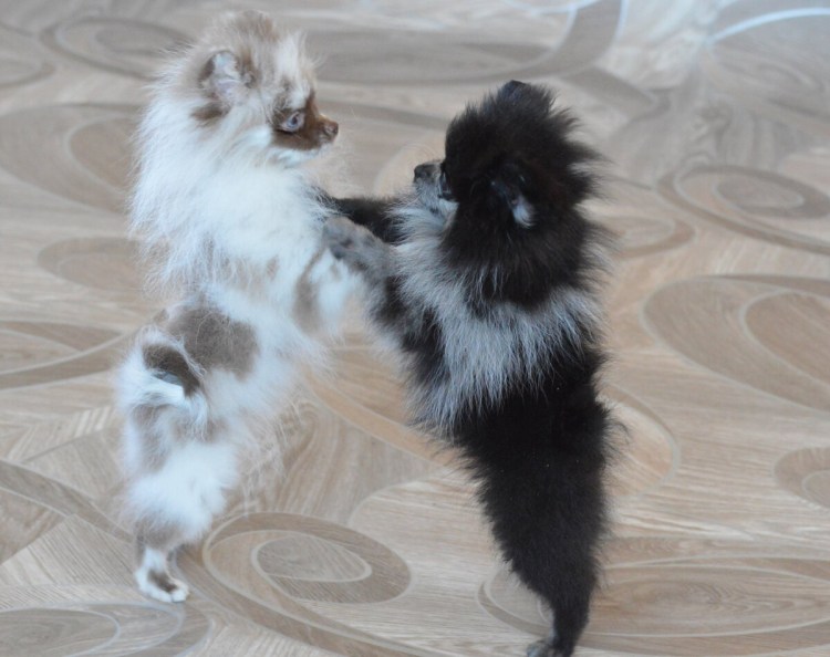 Шпиц померанский Мерлен