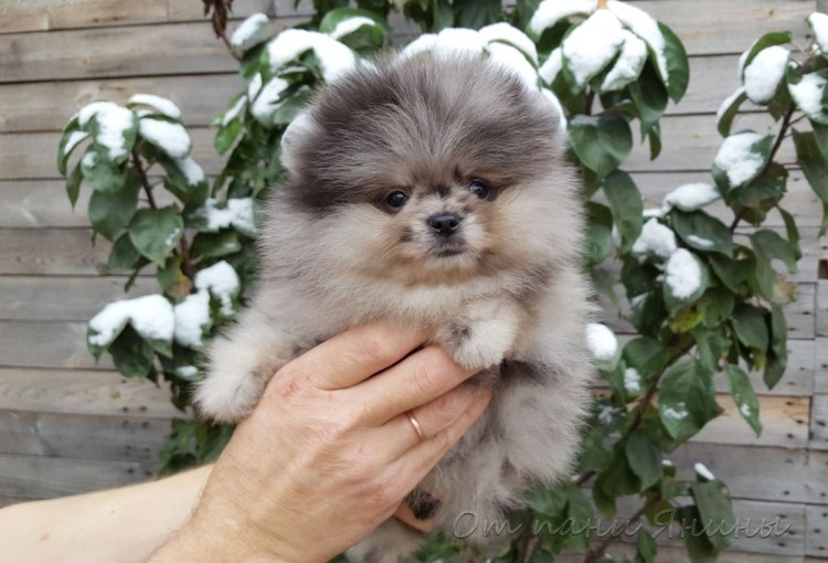 Немецкий шпиц Блю Мерль