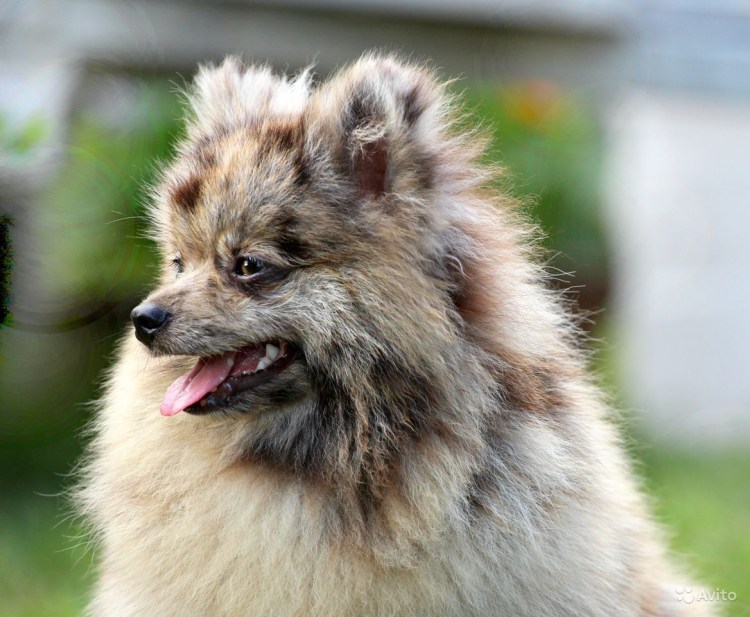 Карликовый шпиц мраморный