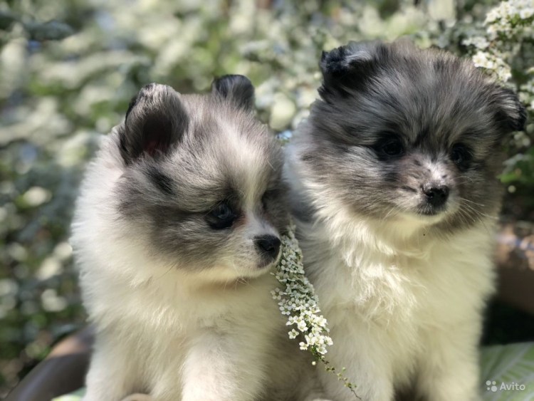 Немецкий шпиц мраморный