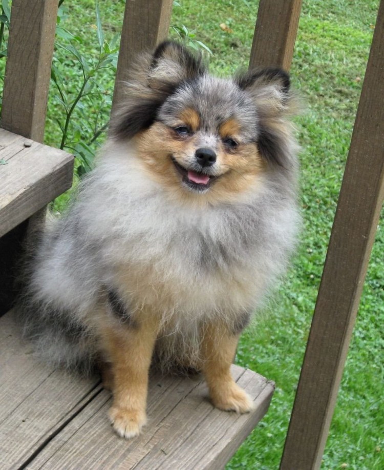 Померанский шпиц мраморный