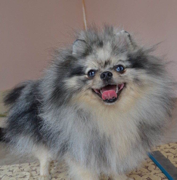 Лиловый Мерле шпиц