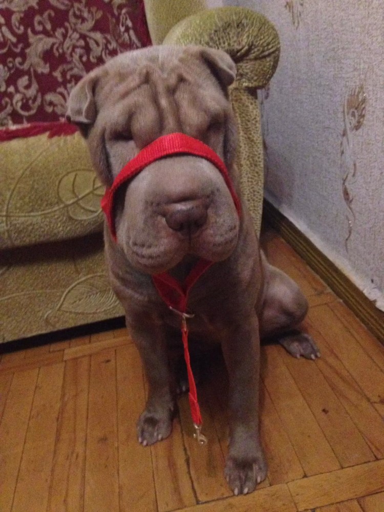 Намордник fordogtrainers