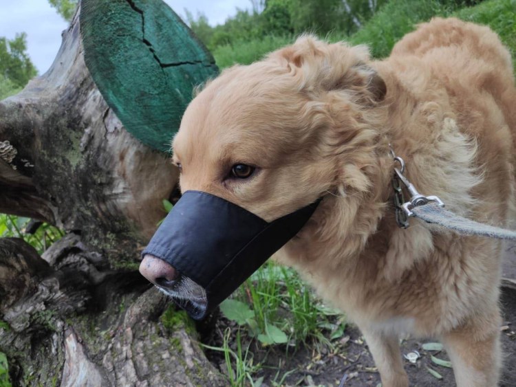 Намордник Гаппай для добермана
