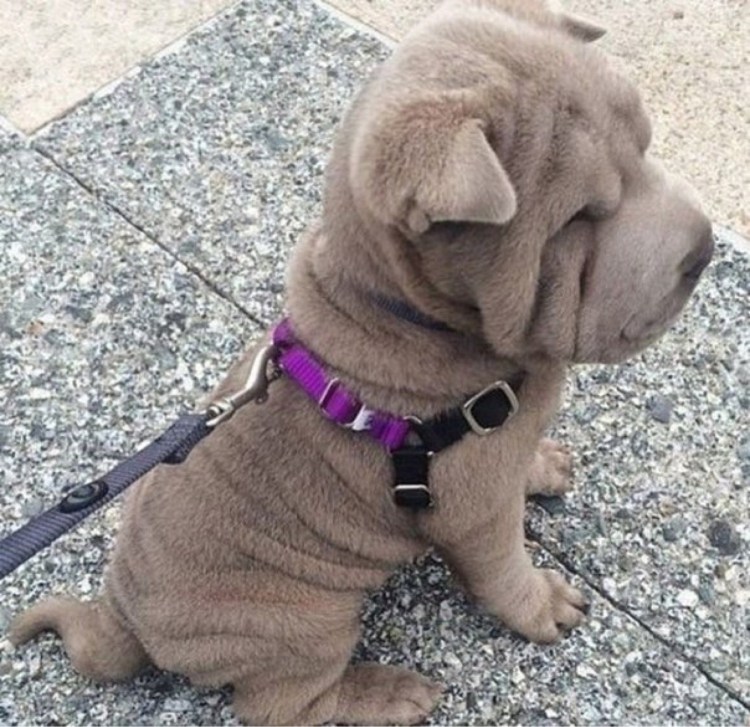 Намордник для собак