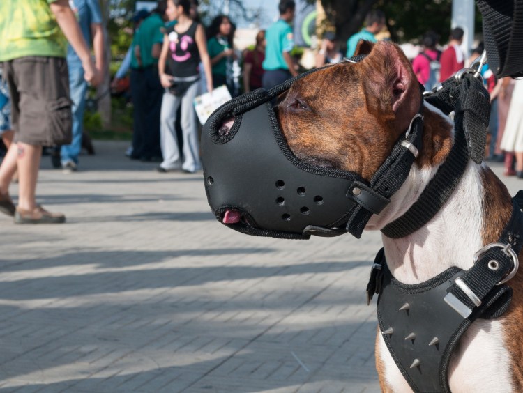 Шлейка для шарпея