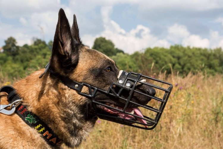 Намордник Баскервиль бультерьер