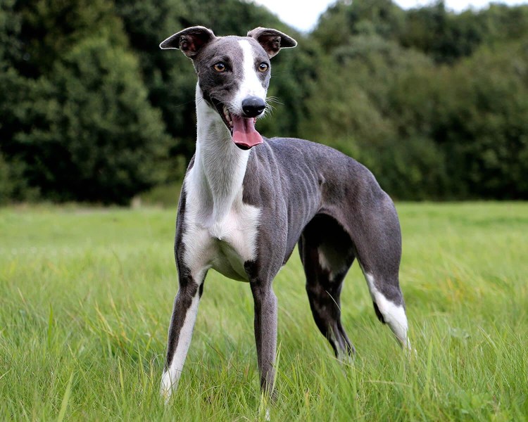 Собака в профиль