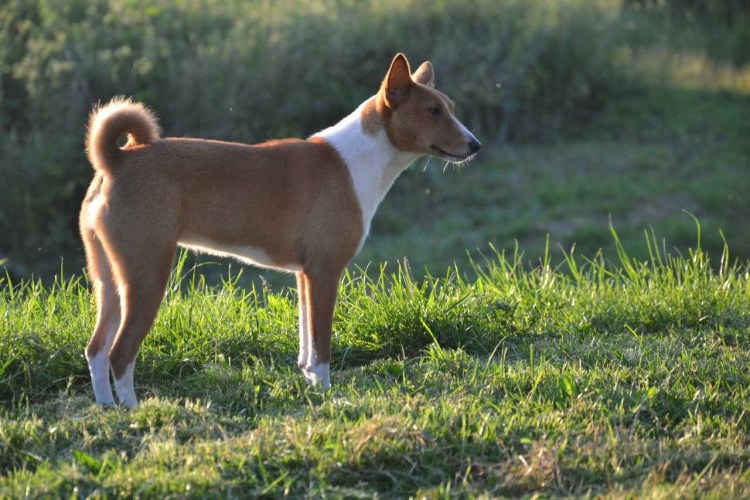 Порода басенджи