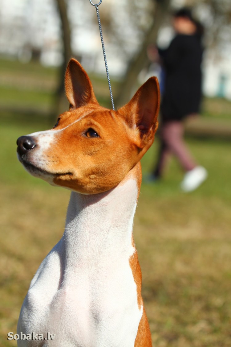 Порода собак Бейсингер