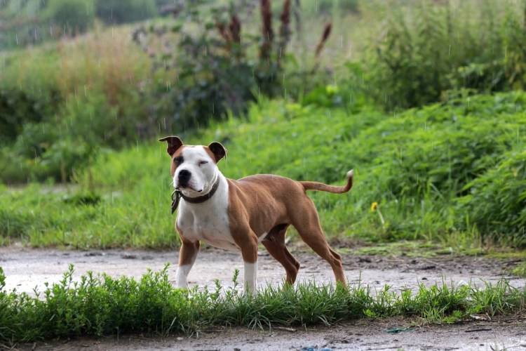 Басенджи собака рыжая