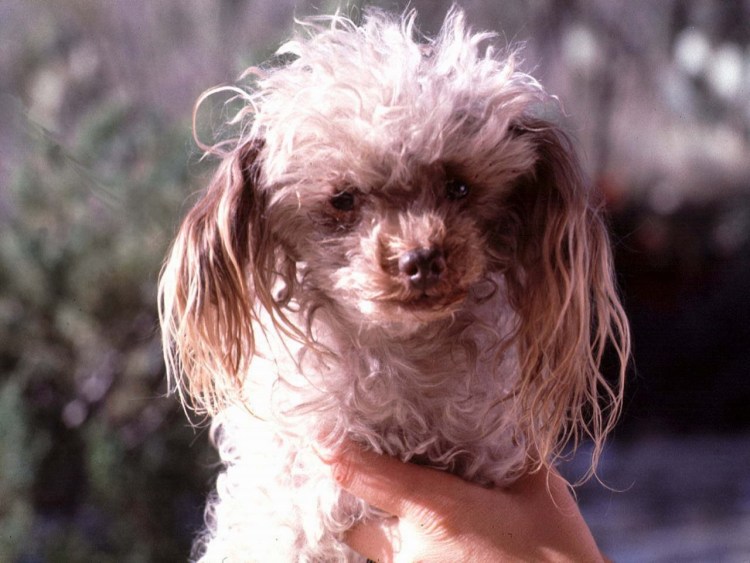 Гипоаллергенный терьер