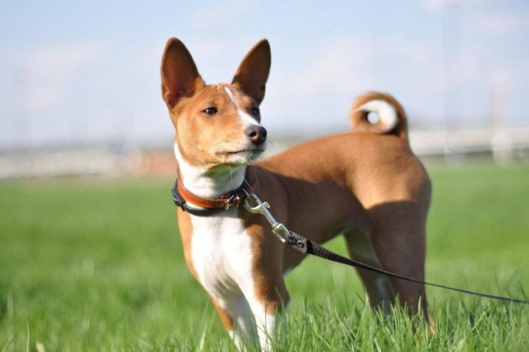 Нелающая собака басенджи