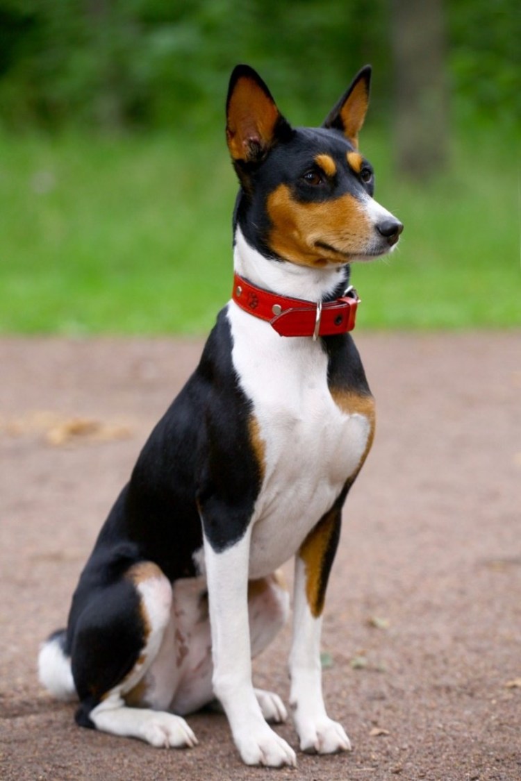 Африканский басенджи