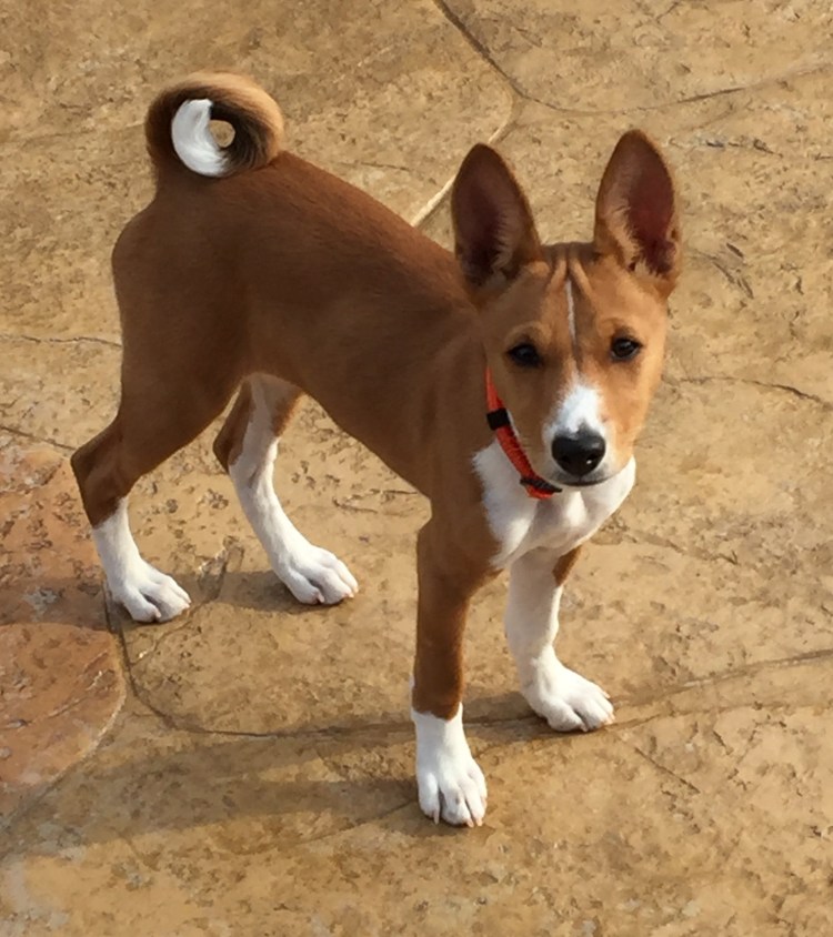 Басенджи карликовый