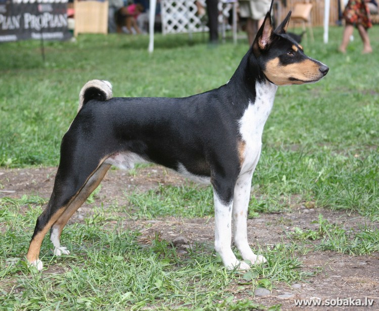 Порода собак Бейсингер