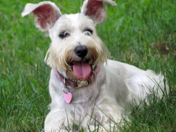 Гладкошерстный собака бультерьер