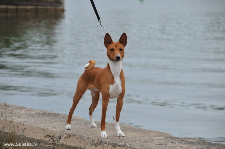 Нелающая собака басенджи