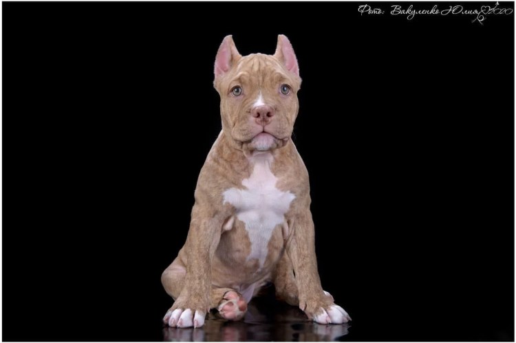 Стаффордширский бультерьер купированные уши