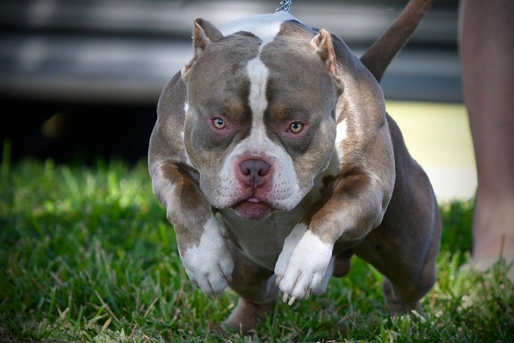 Голубо-палевый стаффордширский терьер