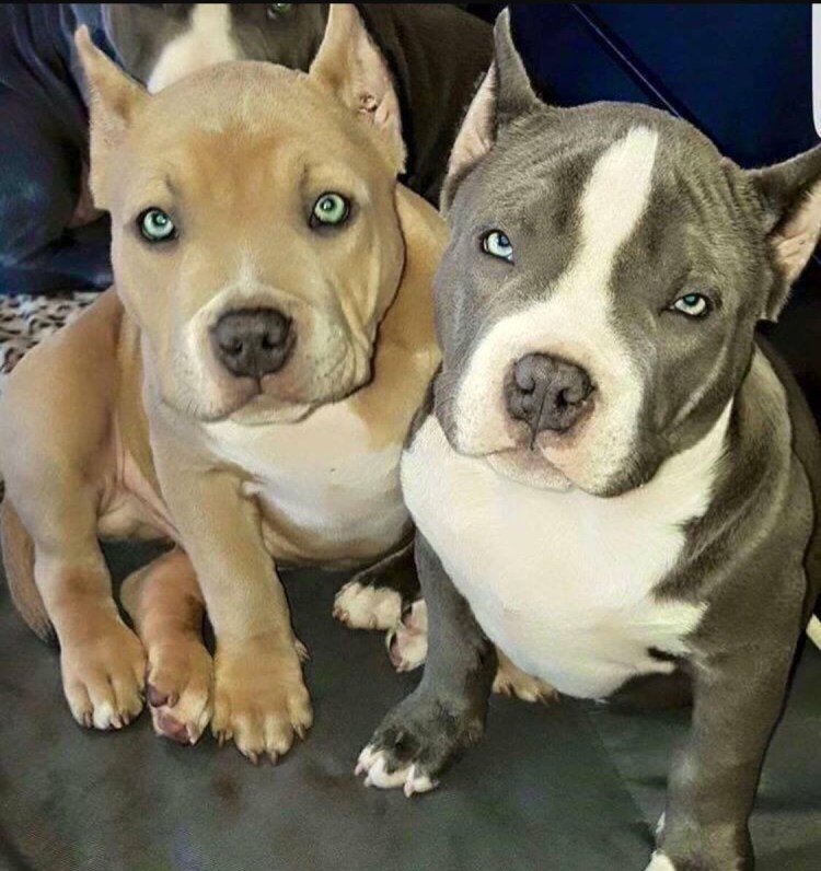 Американский бульдог булли