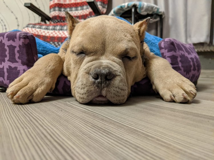 Американский стаффордширский терьер с некупированными ушами