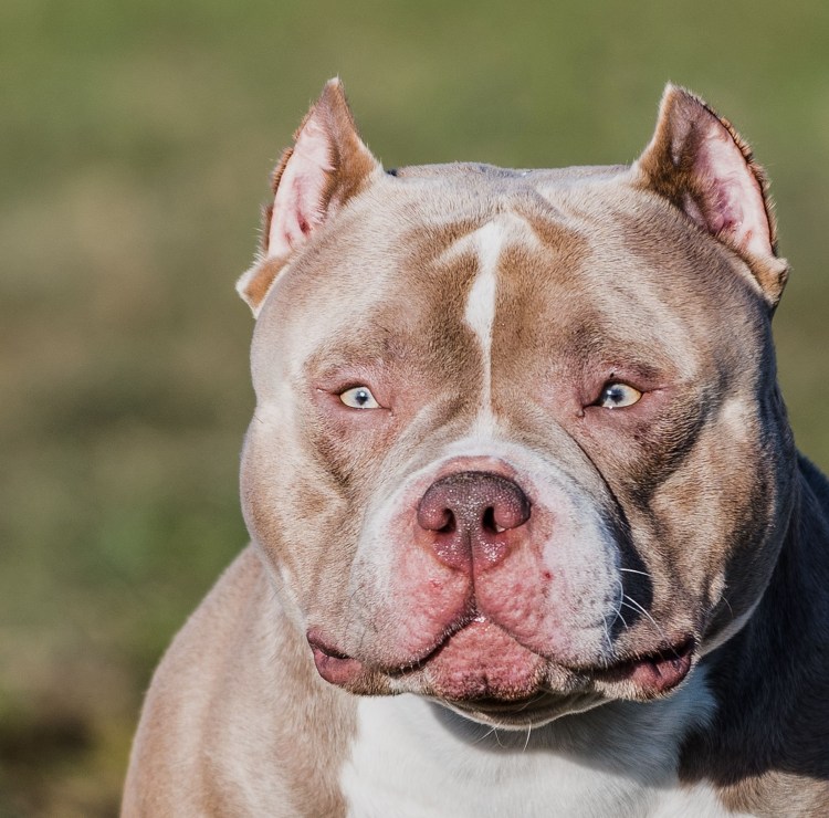 Американский стаффордширский терьер покет