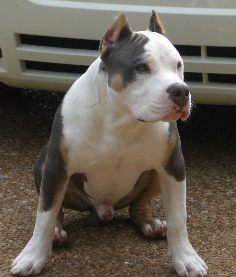 Питбуль Триколор