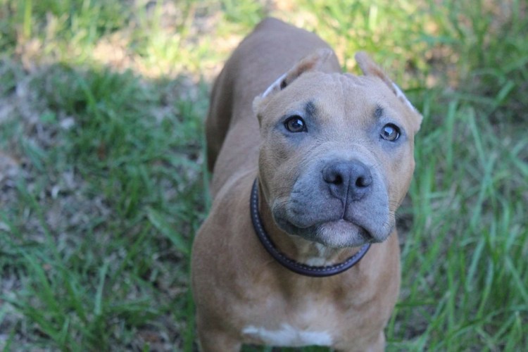 Питбультерьер некупированный