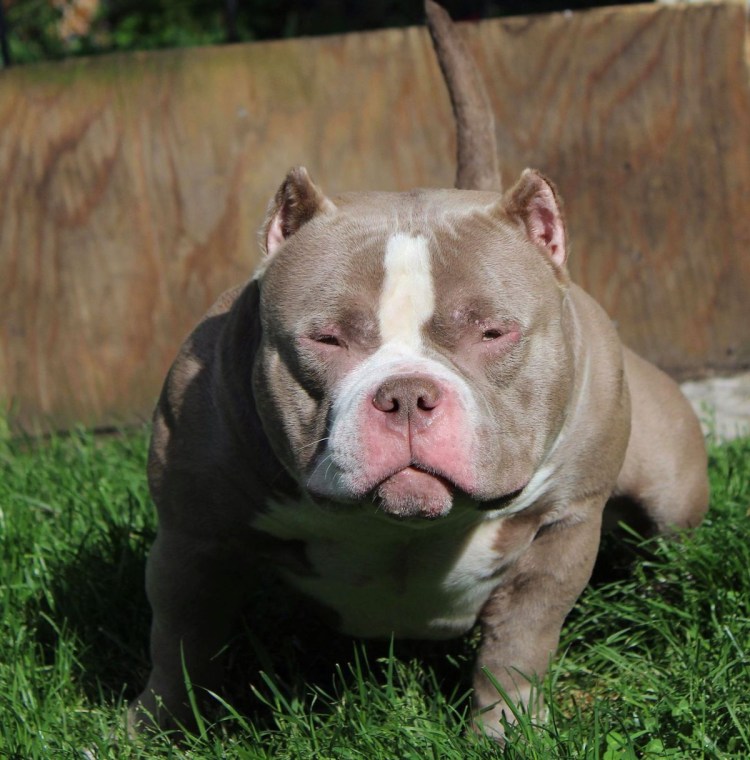 Английский стаффордширский питбультерьер