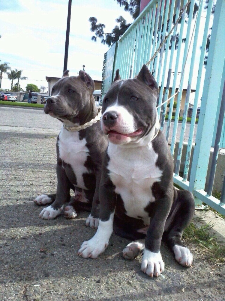 Питбуль редноус