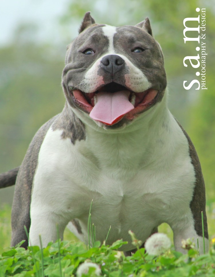 Питбультерьер некупированный