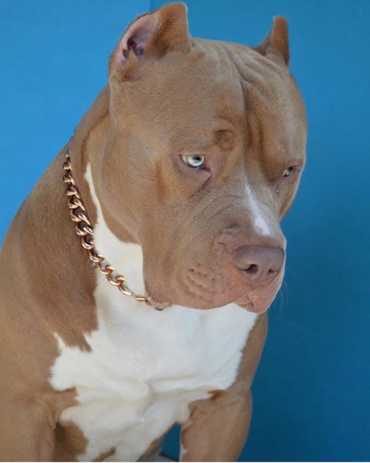 Американский булли фото цена щенки