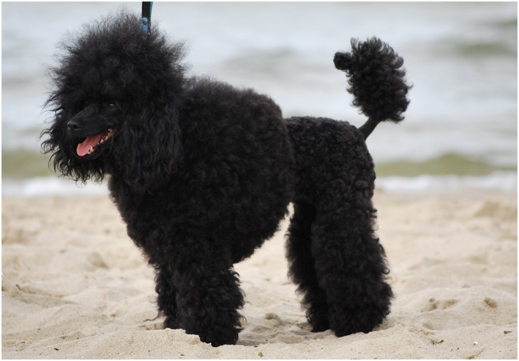 Голдендудль бежит