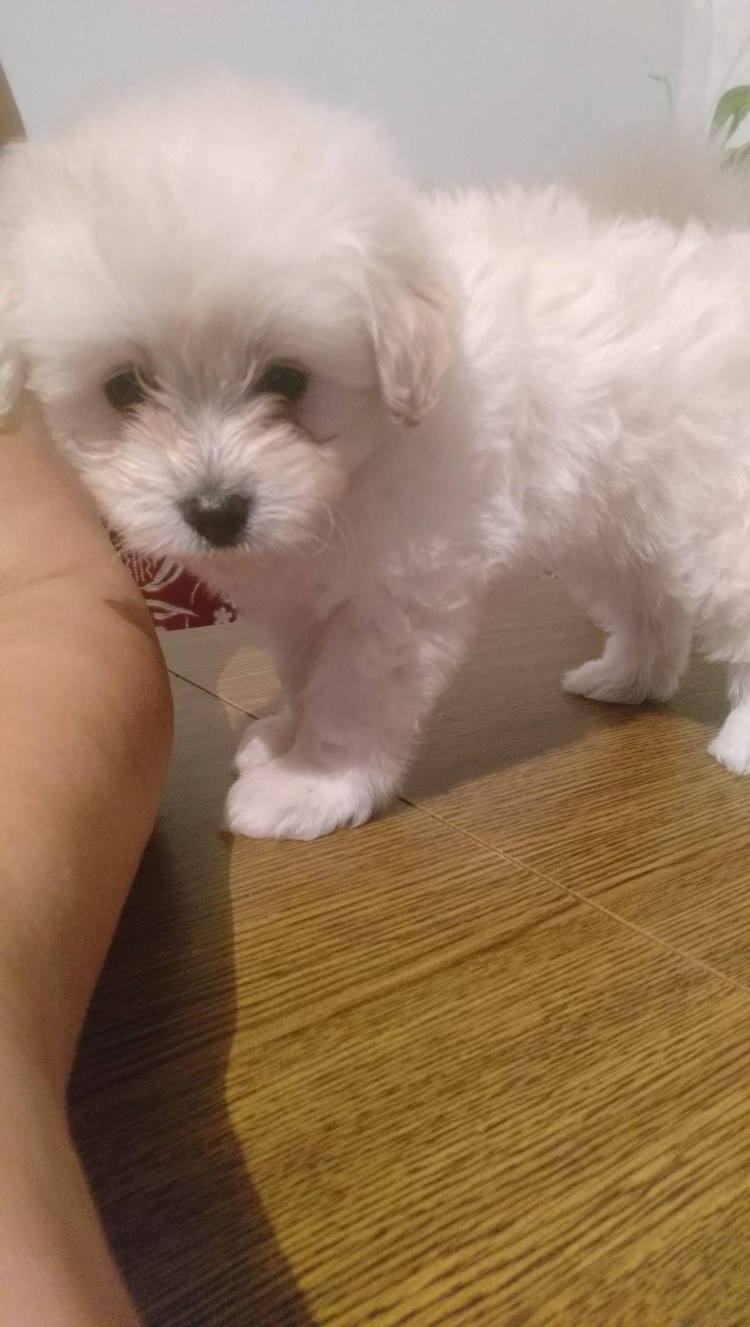 Метис шпица и той пуделя